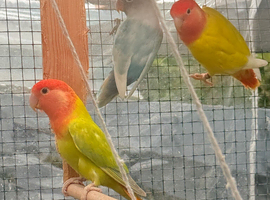 Lovebirds