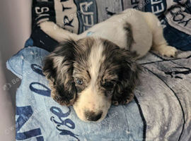 WORKING COCKER SPANIEL BITCH FOR SALE