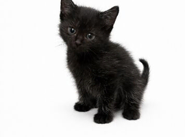 Kittens for sale