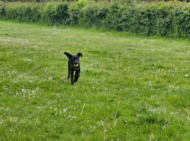 Black Labrador