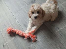 7month old Poochon, Microchipped , Jab