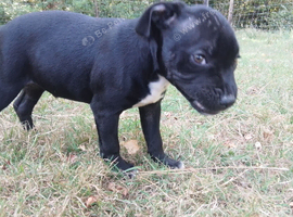 KC blue Staffordshire Bull Terrier Puppies