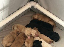 Springador puppies