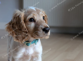 5 Month old Female Cocker Spaniel called Willow