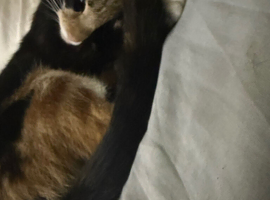 Calico cat for sale