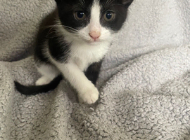 Beautiful kitten