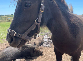 2 Shetland ponies for sale