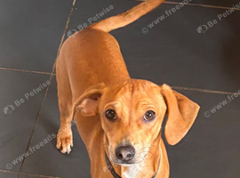 Forever home for max