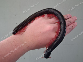 Red Leg Titan Millipede with tub setup