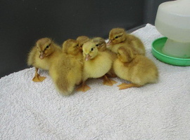 Pure Bred Call Ducklings