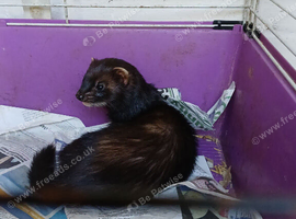Black hill ferret