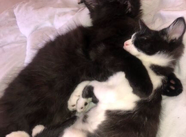 Black Longhaired male kitten for sale