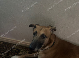 Dog needs re homing