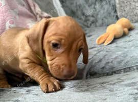 8 week old re brindle male