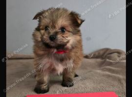 Pomeranian/yorkshire terrier
