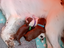 5 Sprocker puppies