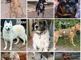 Rescue dogs searching for their furever homes