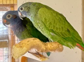 Pair of blue headed pionus
