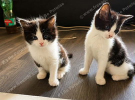 looking for their forever homes