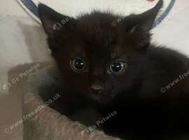 3 beautiful kittens