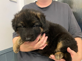 German shepherd puppies