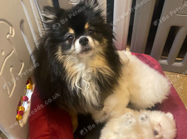 Stunning pomeranians for sell Dad champion in UK