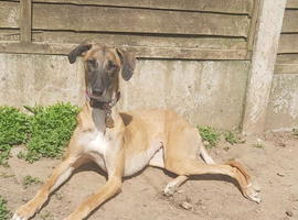 Young lurcher work or pet