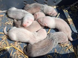 Standard ferret kits