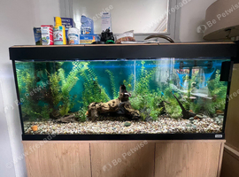 Fluval Roma 240ltr fish tank