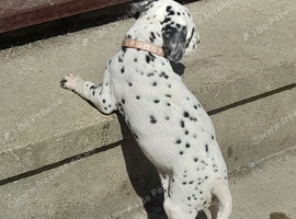 Dalmatian puppies