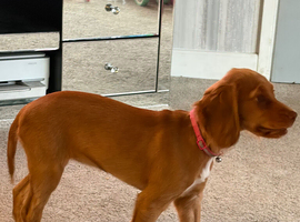 Penny