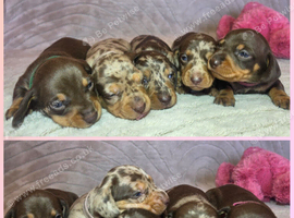 Kc registered mini dachshund pups