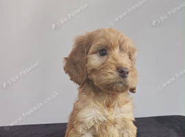 Beautiful Cockapoo puppies
