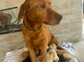 Fox red Labrador Labrador Retriever & Lurcher Hybrid