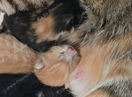 2 beautiful kittens ready in 8 weeks