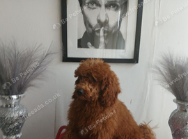 Miniature Poodle.