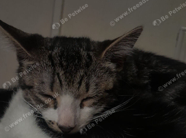 10 week old kittens ready for forever home