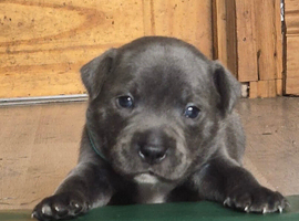 Kc reg blue Staffordshire bull terrier puppies for sale