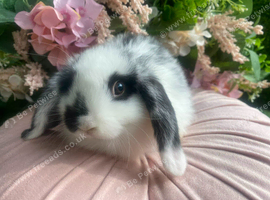 Mini lops