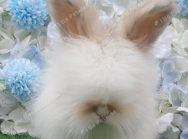 Angora Boys Ready Now