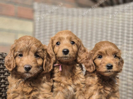 Miniature/Toy Red Goldendoodle dna clear