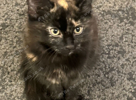 12 week old female kitten