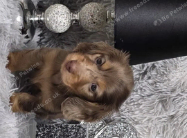Beautiful Miniature Dachshund Puppies