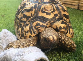 Teddy - 5-year-old Leopard Tortoise looking for his new home