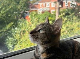 Rehome my cat