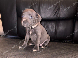 Beautiful Staffordshire bull terriers