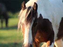 2yo Mini cob gelding