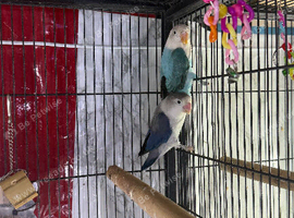 Baby lovebirds Glasgow