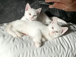 Pure White Kittens / 1 male, 1 female