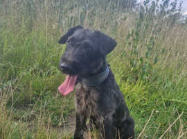 Working Lakeland x Patterdale